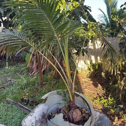 Green Coconut Tree 