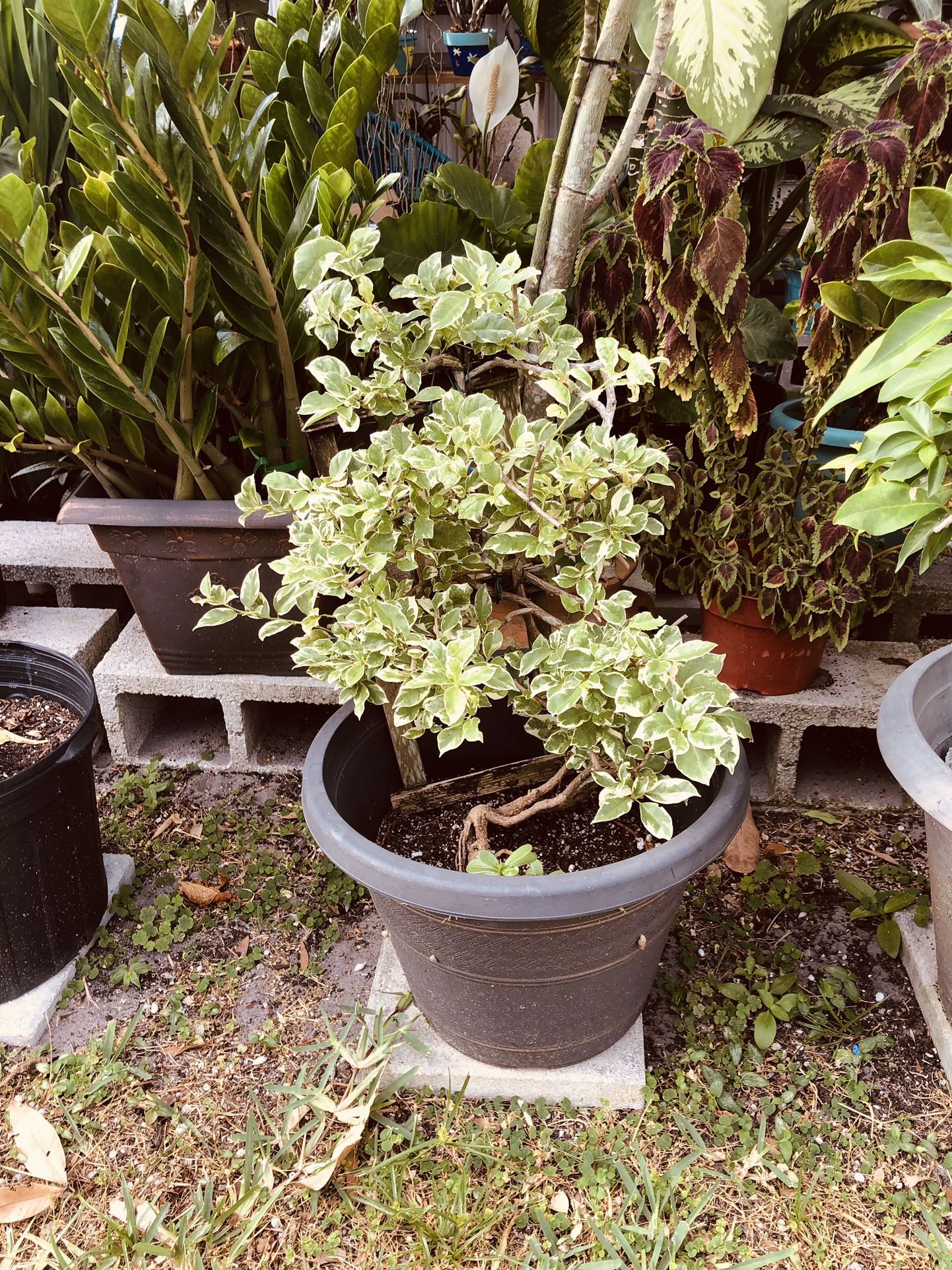 Bougainvillea Plant 
