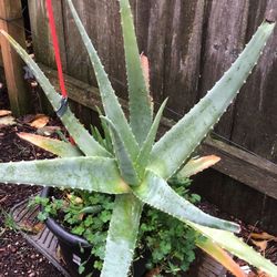 Three Year Old Aloe Plant