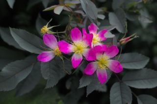 Rosa Glauca perennial plants