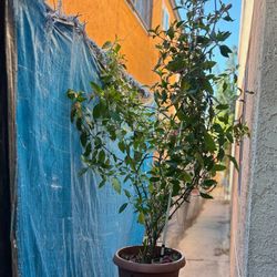 Nicle Plant. Planta 