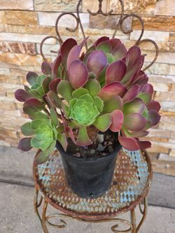 Beautiful Plant
