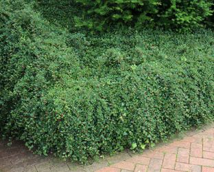 Ground cover Cotoneaster ‘Coral Beauty’