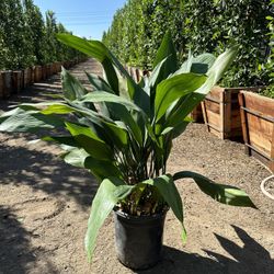 Aspidistra