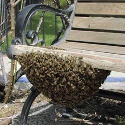 HONEY BEE SWARMS