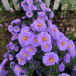 Flowers plants Aster purple Garden Plants