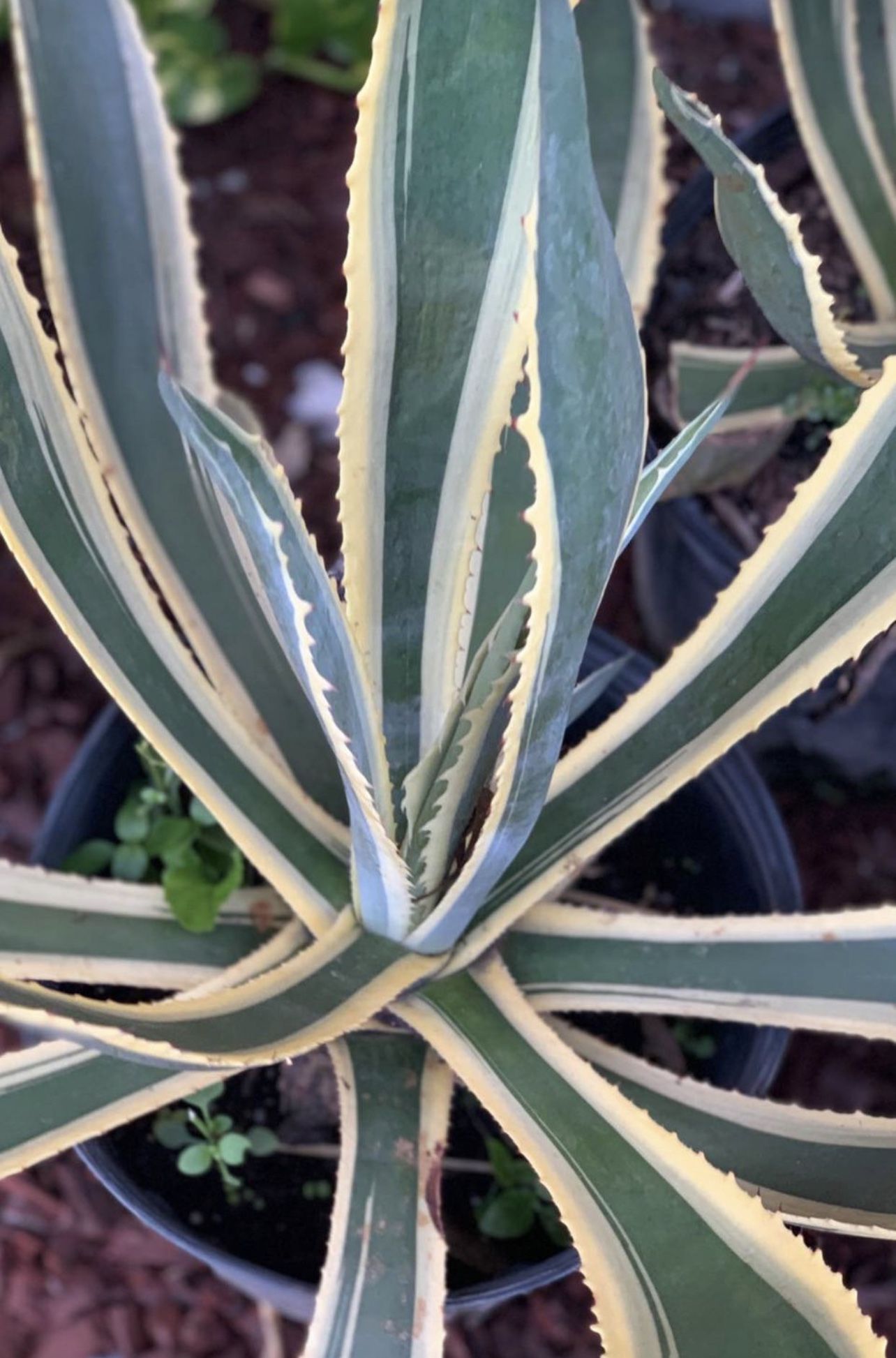 Agave🌱🌱plant