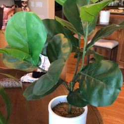 Fake Plant In Beautiful Ceramic Pot