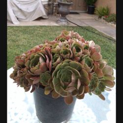 Planta  $25