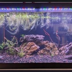 looking Only To Added Aquarium supplies Toys To My Tanks 