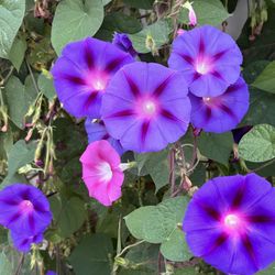 Home Grown “MORNING GLORY” Seeds! 
