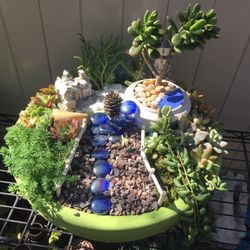 Succulant  Arrangements 