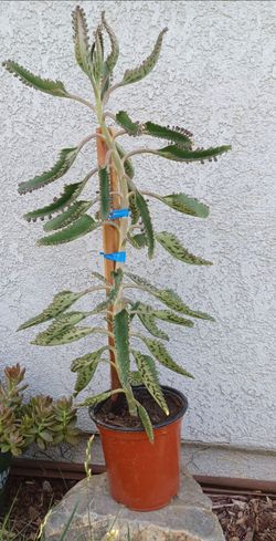 Kalanchoe daigremontiana plant