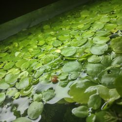 Aquarium Plants 