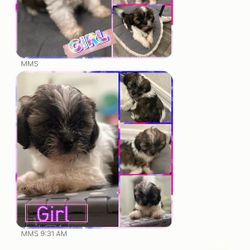 Photos