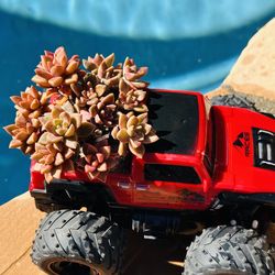 Succulents in red truck