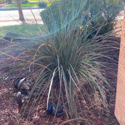 Desert Plant