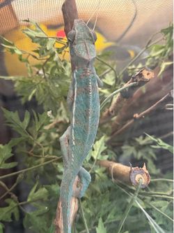 Chameleon Cage