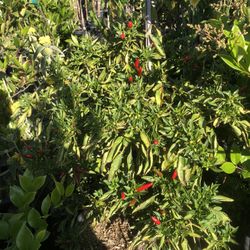Chilli Plant