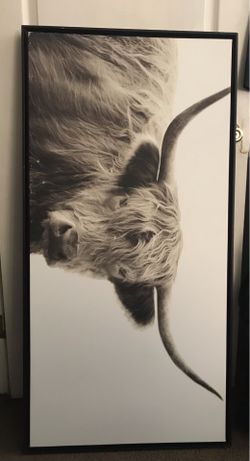 Cow picture