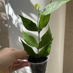 Hoya Polyneura plant