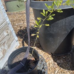 Rooted Goji Berry