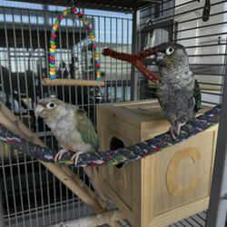parrot cage.