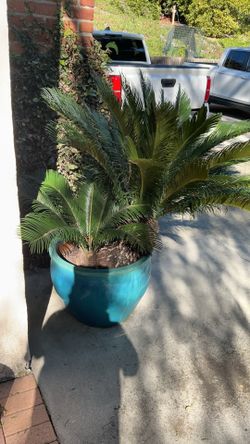 Sago Palm Plant