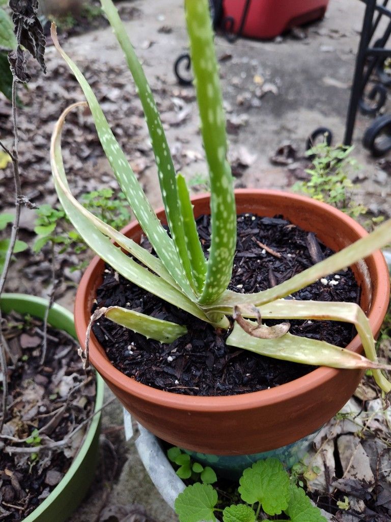 Aloe Vera Plant And Pot