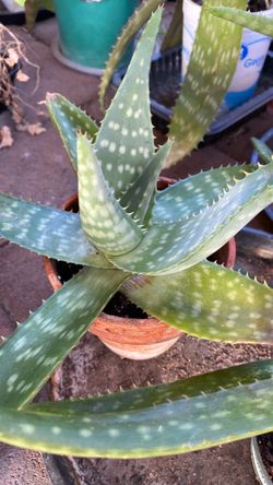 Aloe vera plant in terra cotta pot