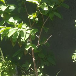 Guayaba,, Pinzan