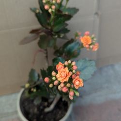 Orange Blooming Double valve Kalanchoe Plant