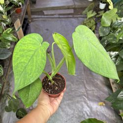 4” Syngonium Chiapense