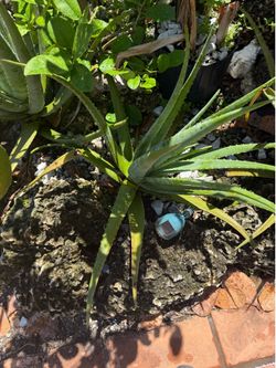Aloe Vera Plant