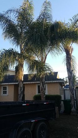 Queen Palms
