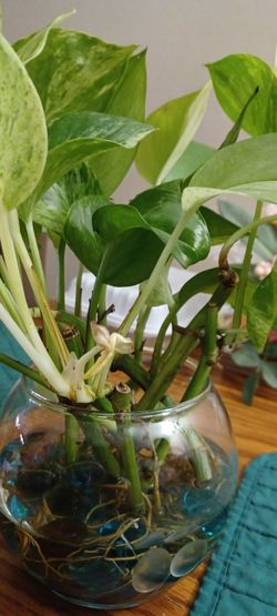 Pothos plant
