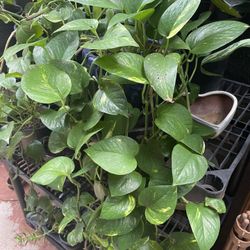 Pothos Vines