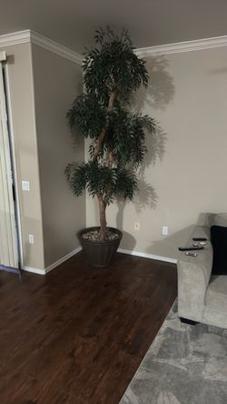 Home Decor plant