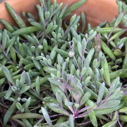 Strings Of Jade In 3 gallon Pots & 1 Gallon  Well Established 