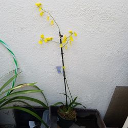Orchid