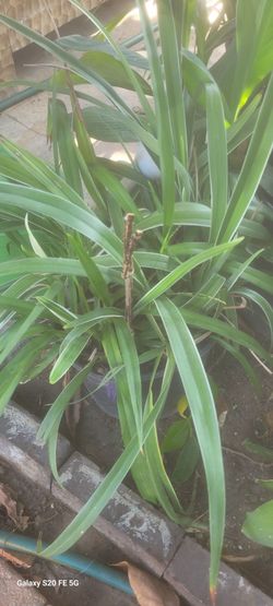 Awesome plant