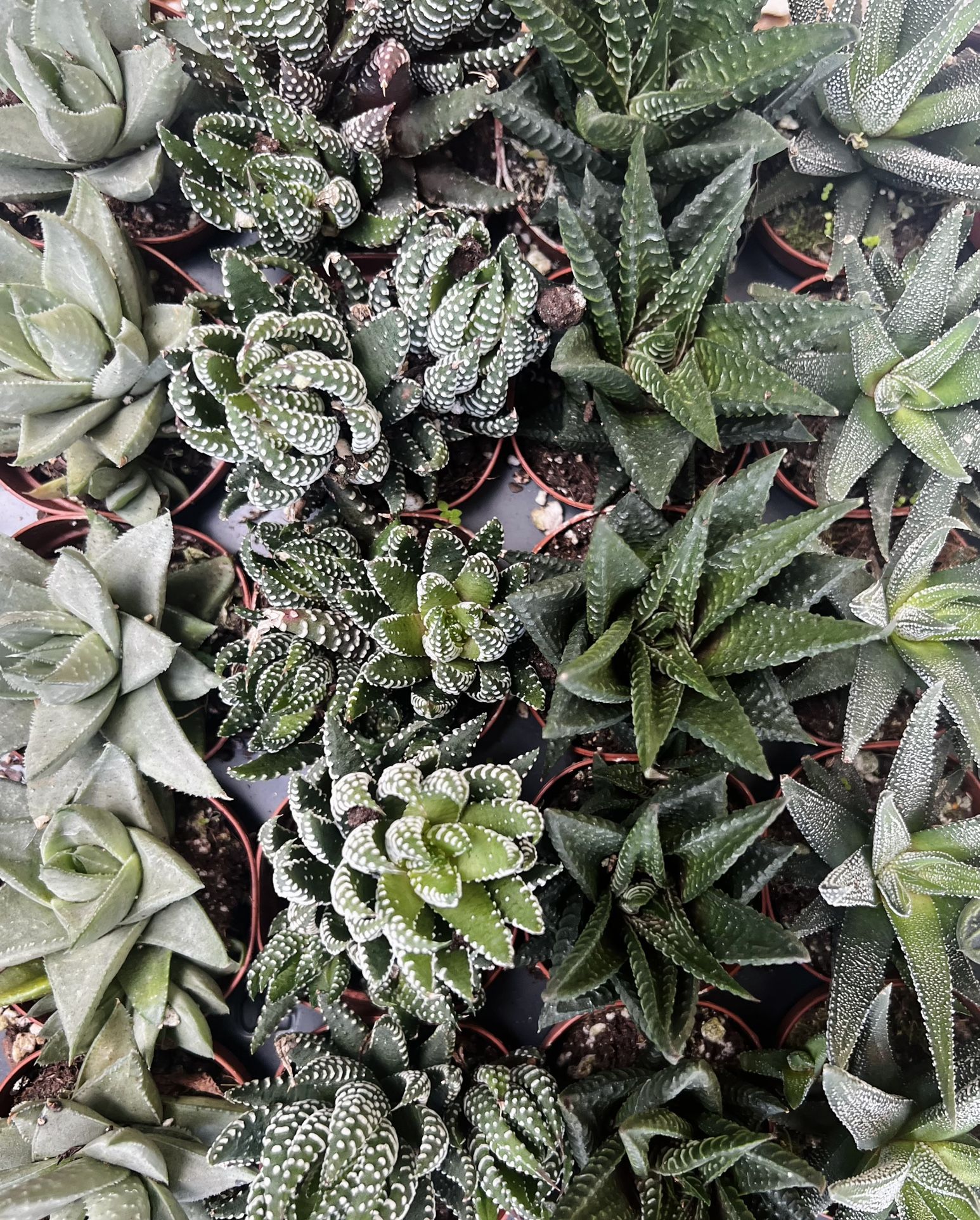 2 Haworthia Succulents