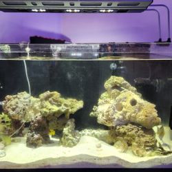 RED SEA Reefer 250 Complete SET UP 65 Gal $300