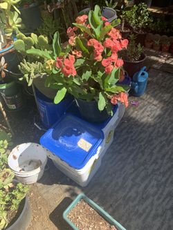 Plantas