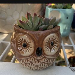 Plants