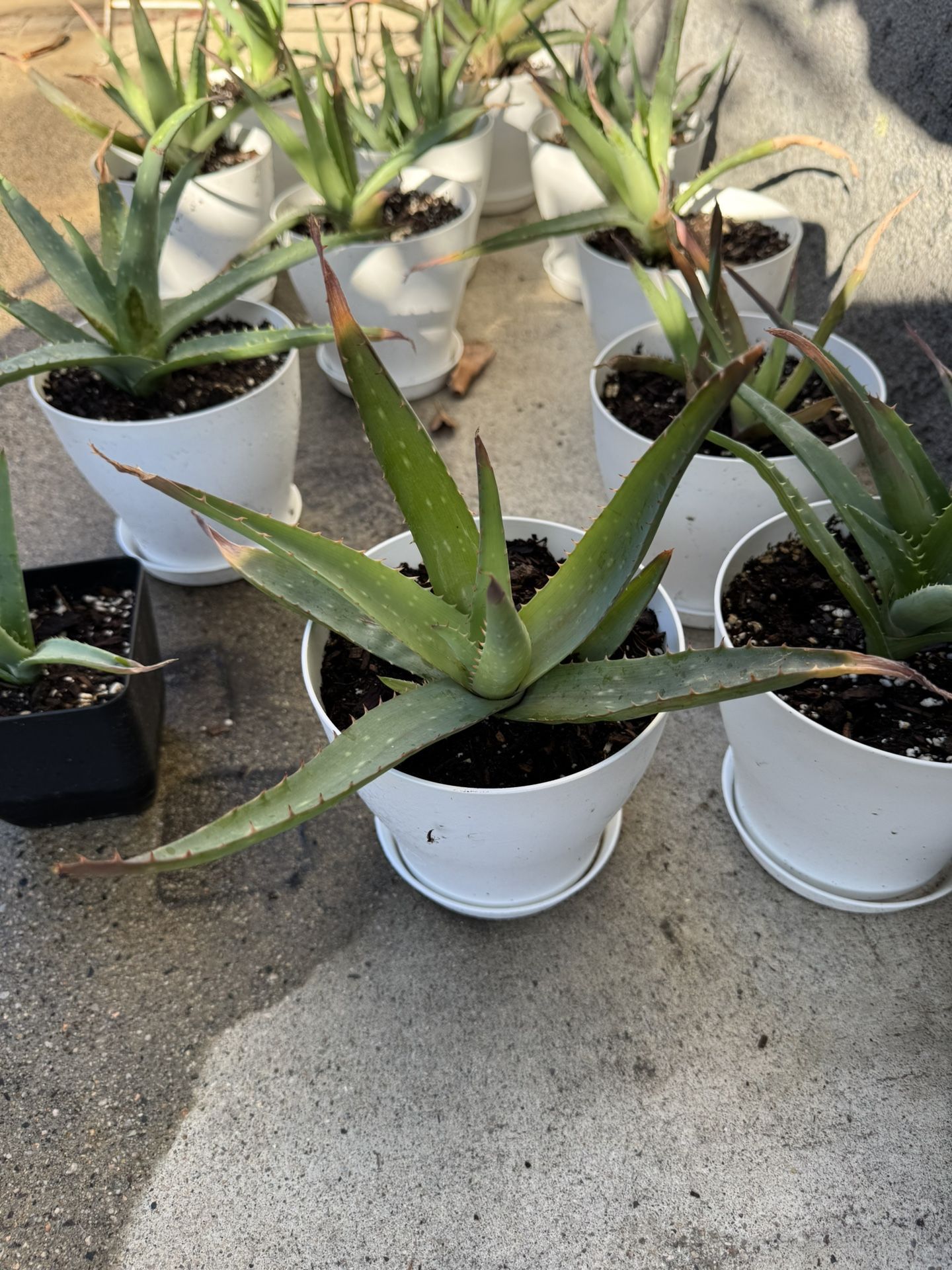 Aloe Vera Plants In Pot