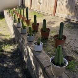 San Pedro Cactus 