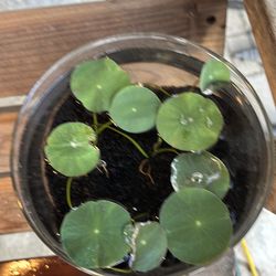Lotus flower seedlings