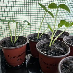 Seedlings Summer Squash & Cucumber 