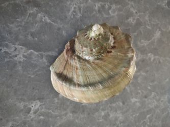 Beautiful Large Shell 6inch/5inch